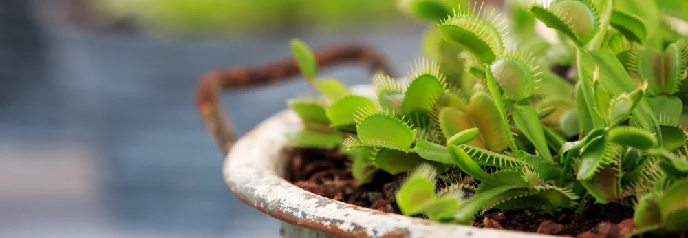 Venusfliegenfallen in einem Topf